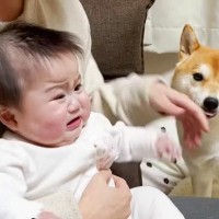 予防接種で大号泣する赤ちゃん→犬が近づいてきて…あまりにも尊い『泣き止ませる方法』が54万再生「癒し効果すごい」「かわいすぎる」と絶賛