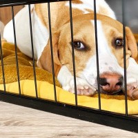 犬に『心を開いてもらう』方法5選　信頼関係を築くコツや接し方のポイントとは