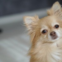 愛犬を誘拐から守るための方法4つ　実践すべき安全対策から被害に遭ったときの対処法まで