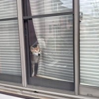 犬が飼い主の『帰りを待っている』ときの心理3つ　愛犬の気持ちへの寄り添い方までご紹介