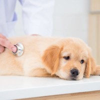 犬が『体調不良』のときにみせる仕草や行動7選　見逃したくない愛犬からのサインや緊急性が高い症状まで