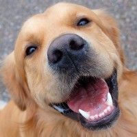 犬が『幸せ』かどうかを判断する方法５選　どんなときに嬉しい気持ちになるの？日常に満足してもらうコツまで