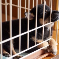 室内犬に『ケージ』は本当に必要なの？理想的な置き場や選ぶ際の注意点まで