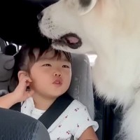 3歳の女の子を『車で保育園に送り届けた』結果→一緒に乗っていた超大型犬が…あまりにも尊い『露骨すぎる態度』が24万再生「最高に癒された」