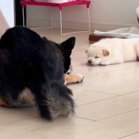 自分の子どもを見つめる父犬→我が子が可愛すぎて…親バカすぎる『まさかの行動』が137万再生「静かに暴れてるｗ」「可愛いが渋滞」と大絶賛
