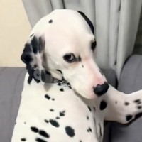 『イタズラをした犬を叱った』結果→秒で許してしまう『子供のような態度』が7万再生「ふてくされてる感じがｗｗ」「まるで人間だわ」と反響