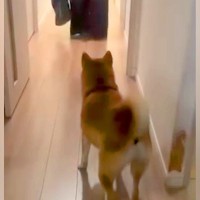 帰省中のお姉ちゃんが『毎日帰って来ること』が嬉しくてたまらない犬→甘え上手な『熱烈大歓迎』が11万再生「待ち伏せ最高」「幸せそう」