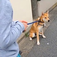 しぶしぶ散歩に行く犬→途中で『ランニング中のお母さん』に会った結果…わかりやす過ぎる『まさかの態度』に反響「めちゃ可愛い」「嬉しそう」