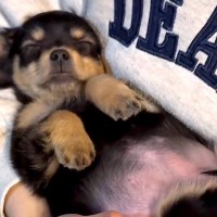 『手のひらサイズだった赤ちゃん犬が…』約1年後→語彙力を失うほど尊い『愛おしいビフォーアフター』が261万再生「お腹ぽんぽん」「最高」