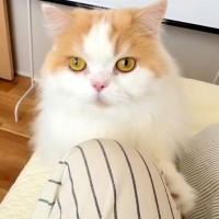 猫に『はやくきて！』と呼ばれたので、ついて行った結果→犬が…まさかのハプニングと行動に反響「猫さん偉すぎる」「可愛くて怒れないｗ」と反響