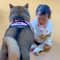 『赤ちゃんと犬が遊んでいるな』と思っていたら…あまりにも微笑ましい『驚きの行動』が324万再生「考えて選んでる…」「柴の形をした天使」