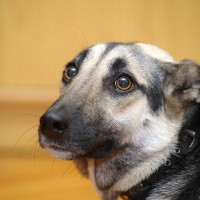 『気が弱い犬』の共通点4つ　臆病な性格に育つ要因や内気なワンコと接する際に気をつけるべきことまで