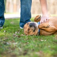 犬が『うっとり顔』を見せるときの心理4選　嬉しい気持ちの証？愛犬を喜ばせる方法まで