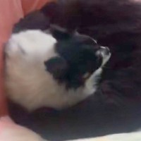 耳が遠くなった老犬と『2ヶ月ぶりに再会』したら…帰宅に気付いた瞬間の『愛おしいリアクション』が35万再生「最高に可愛い」「ほっこり…」