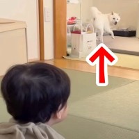 赤ちゃんが『別の部屋にいる犬』を呼んだ結果…驚くほどの速度で『すっ飛んでくる光景』が104万再生「反応良すぎｗｗ」「大事にしてて素敵」