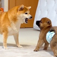 いつもは心優しい犬→なぜか『赤ちゃん犬』に吠えてしまい…初めて怒った『まさかの理由』が可愛すぎると48万再生「ほっこり」「キュンとした」