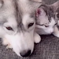 子猫のことが大好きなハスキー犬→同居犬も混ざろうと近づいてきて…まさかの『独り占めする光景』に3万再生の反響　相思相愛すぎる様子に悶絶