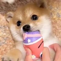 おもちゃで遊ぶ赤ちゃん犬→お姉ちゃん犬も混ざってきて…想定外のハプニングと『まさかの表情』が30万再生「愛を感じた」「たまらん」と絶賛