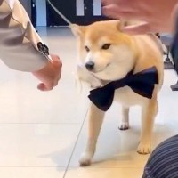 結婚式で犬に『リングドッグ』お願いした結果→駆け寄ってきたと思ったら…予想外だった『まさかの行動』が13万再生「幸せ倍増」「逃げてて草」