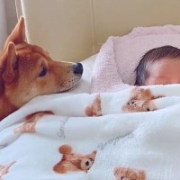 赤ちゃんが家にやってきた結果、犬が怖がって…落ち着いた後に見せた『はじめまして』が尊すぎると17万再生「興味津々ですね」「可愛すぎる」