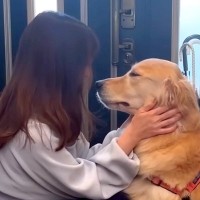 病院のため玄関に行く大型犬→『散歩に行ける』と勘違いして…あまりにも尊い『純粋すぎる光景』が32万再生「健気で泣けてくる」「声出た」