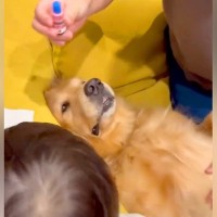 目薬が苦手な『2歳の男の子』→大型犬が『お手本』を見せた結果…まさかの展開が39万表示「協力的すぎるｗｗ」「立派なお兄ちゃん」と反響