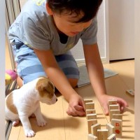 男の子がドミノで遊んでいたら『赤ちゃん犬』が近づいて…永遠に見ていたい『共同作業』が51万再生「可愛すぎて悶絶…」「なんて幸せな空間」