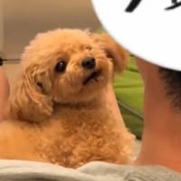 お父さんが犬に『ただいま』と言った結果→ずっと見ていたい『あまりにも尊い光景』が37万再生「可愛すぎてヤバイ」「疲れ吹っ飛んだ」
