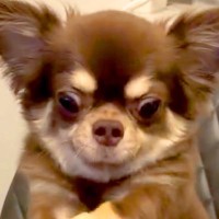 テーブルの上のチーズが欲しい犬→両手を伸ばして…まさかの『ウルトラマン化してしまう光景』が218万再生「顔ｗｗ」「可愛すぎて声出た」