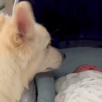 赤ちゃんが泣いたのを見た犬→明らかに心配そうな様子で…まるで本当のお兄ちゃんのような『素敵な行動』に反響「優しい…」「見守ってくれてる」