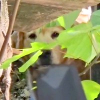 飼い主を亡くした大型犬を保護→小さなしこりを見つけて…里親から伝えられた『思わぬ言葉』に感動「涙出た」「命のバトン…本当にありがとう」