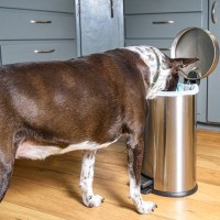 犬の『ゴミ箱あさり』をやめてもらう方法3つ　興味を持ってしまう理由から対処法まで