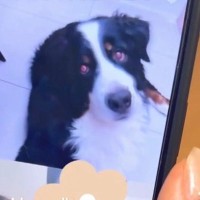 ２人の姉妹が『大型犬と初めてのビデオ通話』をした結果…思わず悶絶してしまう『まさかの反応』が話題「愛されてるのがわかる」「癒された」