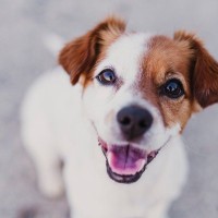 犬がジッと『目を見つめてくる』ときの心理4つ　視線を合わせてくる意味やもたらすメリット