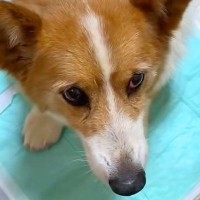 山に捨てられ、ボロボロ姿で歩いていた犬を保護→不安そうな表情で…涙が止まらない初日の様子が45万再生「泣いた」「出会えてよかった」と反響