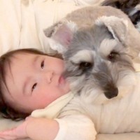 犬が『赤ちゃんを枕にした』結果…思った以上に尊い『まるで守っているかのような光景』が18万再生「優しさが伝わる」「匂いが大好きなんだね」