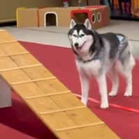 高所恐怖症の大型犬→頑張って『アジリティに挑戦した』結果…思わず抱きしめたくなる『まさかの光景』が146万再生「見た目と違いすぎるｗ」