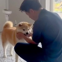 温厚な犬に『お仕事行ってくるね』と伝えた結果→『いつも通りかな』と思ったら…まさかの行動が47万再生「健気でカワイイ」「愛されてる証拠」