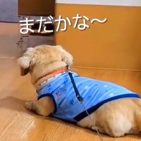 毎週末、施設にいるおばあちゃんと面会する犬→車椅子が見えた瞬間…泣けるほど尊い『愛を伝える光景』に感動「待ち遠しい感じが…」「愛おしい」