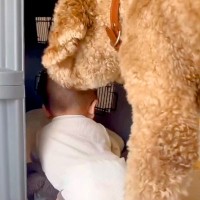ハイハイする赤ちゃんが『超大型犬の部屋』に入ってしまった結果→『怒るかな』と思ったら…まさかの行動に感動「優しい…」「お利口さん」