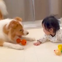 どうしても赤ちゃんと一緒に遊びたい犬→おもちゃを持ってきて…『一生懸命で健気な光景』に反響「なんて微笑ましい」「テンションがｗｗ」