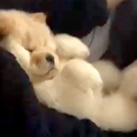 ママの腕にすっぽりおさまる、ぬいぐるみのような子犬→１年後…想像以上にデカく成長した光景に反響「今も昔も可愛い」「熊みたいｗ」「癒し」