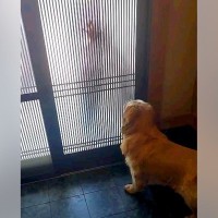 大好きなお兄ちゃんが連休で帰省→玄関で待っていた大型犬が…全身で愛情を表現した『熱烈大歓迎』が26万再生「ニヤニヤした」「愛が伝わる」