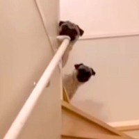 入院から帰宅し、２週間ぶりに『２匹の犬を呼んでみた』結果…もらい泣きしてしまう『おかえりなさいの光景』に反響「感動した」「反応が可愛い」