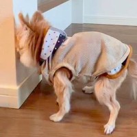 17歳の老犬が『認知症になった』結果→愛おしくてたまらない『尊い行動の数々』が147万再生「長生きしてね」「全部わかる」と共感の声も