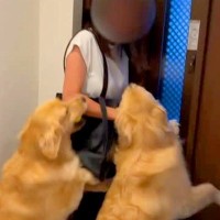 玄関を開けた女性→2匹の大型犬が『お出迎え』をして…もはや食べられている『激しいおかえりなさい』が544万再生「大きさ理解してないｗ」