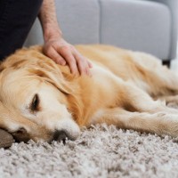 犬が持っている『不思議な能力』6選　知られざる感覚の仕組みや理由も解説