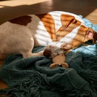 犬が心地良く過ごせる『くつろぎスペース』4選　愛犬をリラックスさせる環境づくりのポイントもご紹介