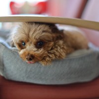 犬が『居心地が悪い』と感じる飼い主の行動5選　苦痛に思っているときのサインや快適な環境づくりのコツまで