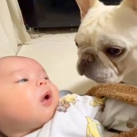赤ちゃんと初めて顔を合わせた犬→家族であることを認識した様子で…まるで『本当の兄のような対応』に反響「仲良しになれそう」「興味津々」
